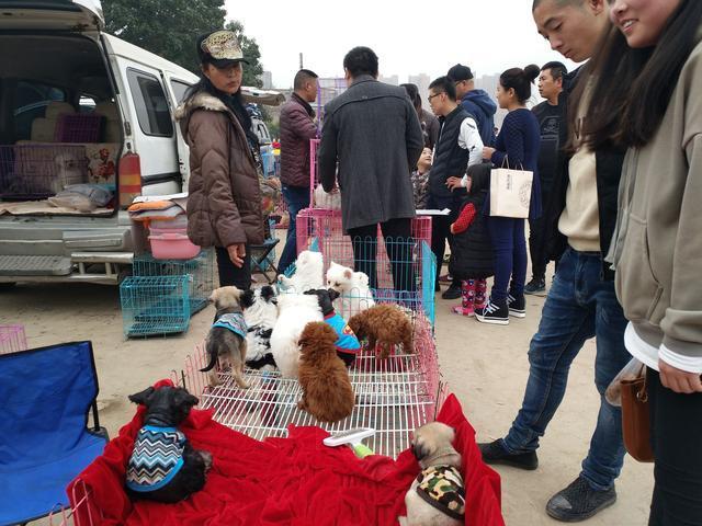 达州宠物狗市场，繁荣背后的故事探究